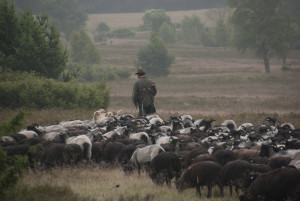 Schmiedeler_Shepherd with Moorland Sheep