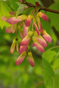 Herpich_baby maple seeds Mason_LPC