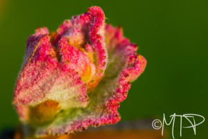 Grape leaves budding in Spring; Oakboro, NC