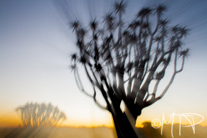 Quiver Tree at Sunset; Namibia