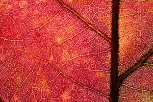 Intricate Oak Leaf 1